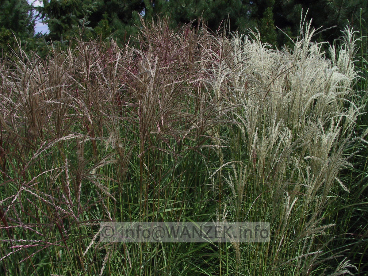 Miscanthus sinensis FernerOsten+Kleine Fontaene 1.jpg